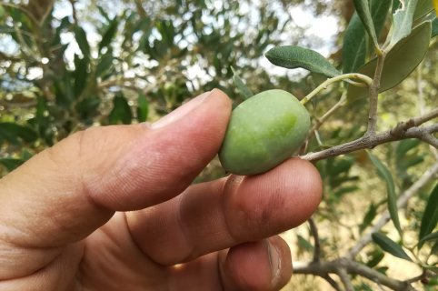 Partecipa alla raccolta delle olive in un’azienda della Valdichiana