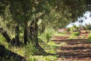 Raccolta delle olive, degustazione di vini e brunch in fattoria in Sicilia