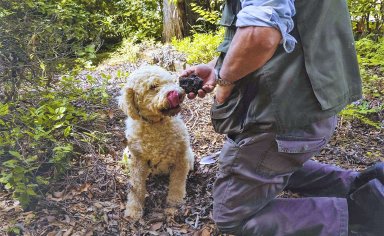 Tuscan truffle hunt in Valdichiana