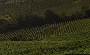 Moscato trail: among the Monferrato vineyards with a mountain bike tour
