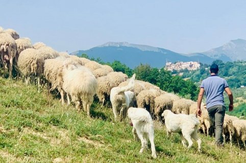 A day on the farm with the Abruzzo shepherds