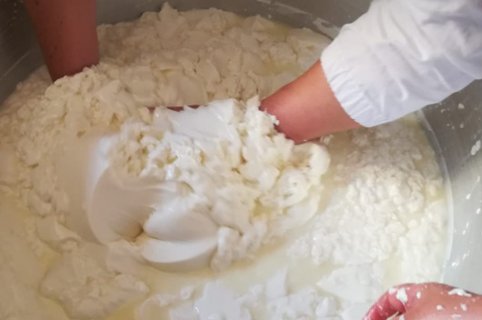 Laboratorio dal latte al formaggio a Marmilla in Sardegna