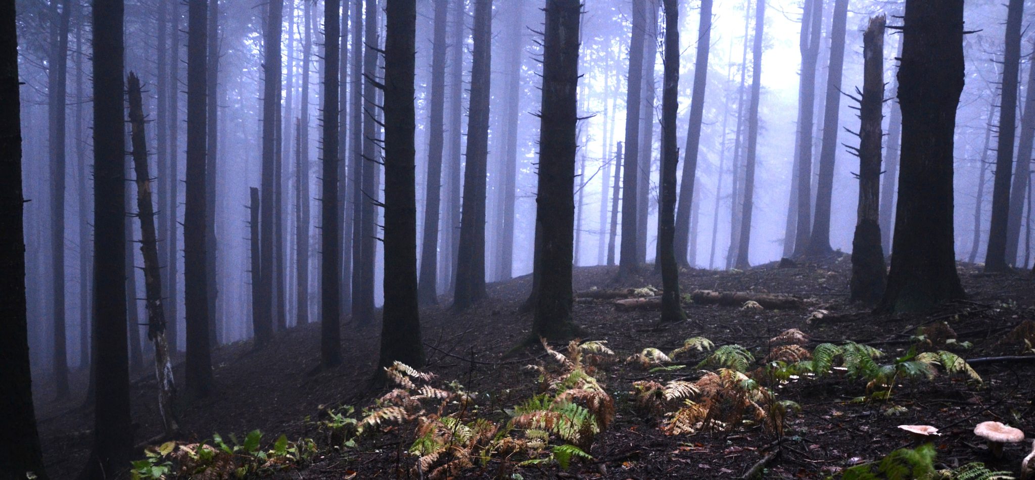 Tuscany: Donkey trips in the Casentino Forest National Park